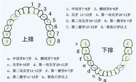 人有多少顆牙齒|我們有幾顆牙？